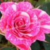 Роза Пинк Флеш (Pink Flash) 5