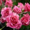 Роза Пинк Флеш (Pink Flash) 6