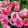 Роза Пинк Флеш (Pink Flash) 8