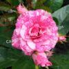 Роза Пинк Флеш (Pink Flash) 9