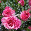 Роза Пинк Флеш (Pink Flash) 10