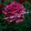 Роза Пинк Интуишн (Pink Intuition) 6