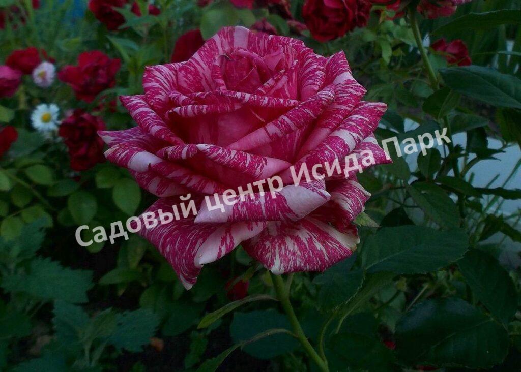 Роза Пинк Интуишн (Pink Intuition)