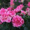 Роза Пинк Интуишн (Pink Intuition) 8