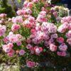 Роза Пинк Симфони (Pink Symphony) 6