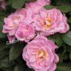 Роза Пинк Симфони (Pink Symphony) 7