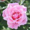 Роза Пинк Симфони (Pink Symphony) 8
