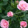 Роза Пинк Симфони (Pink Symphony) 9