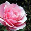 Роза Пинк Симфони (Pink Symphony) 10