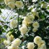 Роза Эльф (Elfe) 9