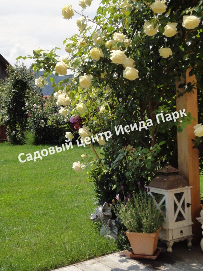 Роза Эльф (Elfe)
