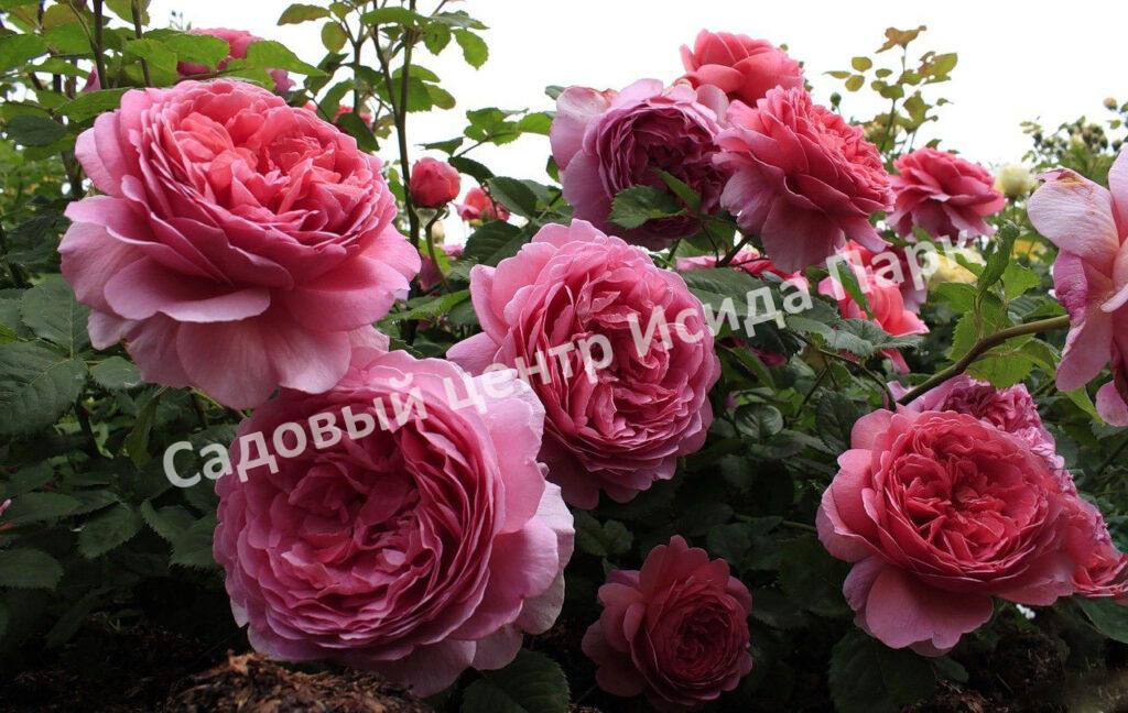 Роза Принцесса Александра оф Кент (Princess Alexandra of Kent)