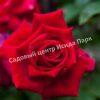 Роза Ред Берлин (Red Berlin) 4