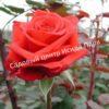 Роза Ред Берлин (Red Berlin) 8