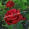 Роза Ред Интуишн (Red Intuition) 9