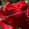 Роза Ред Интуишн (Red Intuition) 10