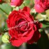 Роза Ред Микадо (Red Mikado) 7