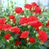 Роза Ред Микадо (Red Mikado) 6