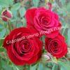 Роза Ред Микадо (Red Mikado) 8