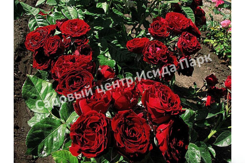 Роза Ред Сенсейшен (Red Sensation)