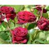 Роза Роял Баккара (Royal Baccara) 7