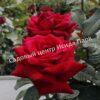 Роза Роял Баккара (Royal Baccara) 5