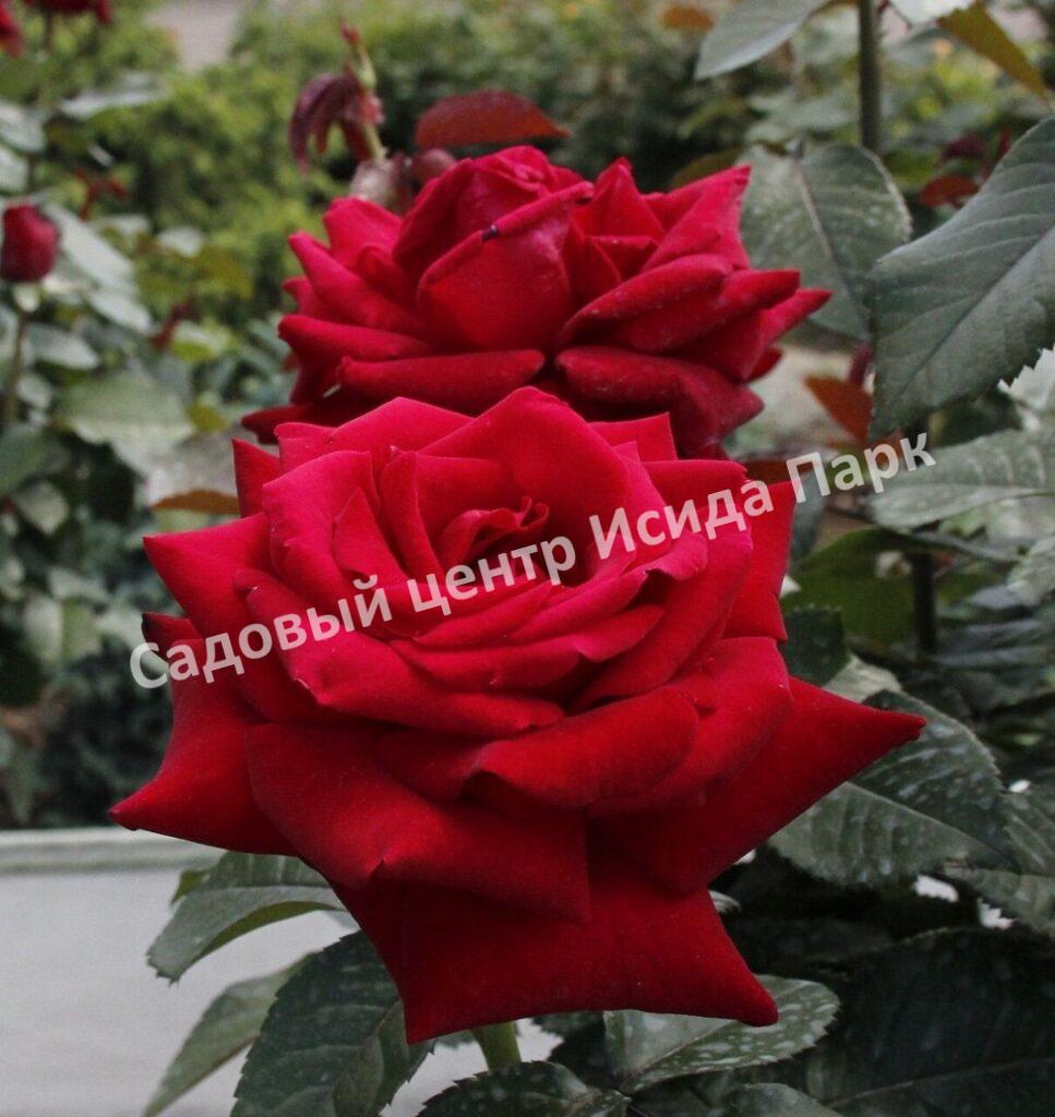 Роза Роял Баккара (Royal Baccara)