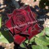 Роза Роял Баккара (Royal Baccara) 6
