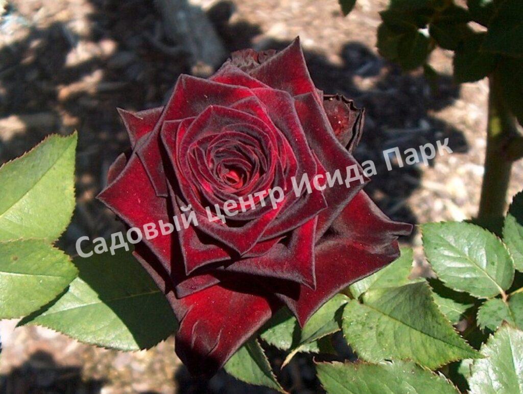 Роза Роял Баккара (Royal Baccara)