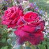 Роза Роял Баккара (Royal Baccara) 8