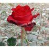 Роза Роял Баккара (Royal Baccara) 9