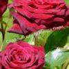 Роза Роял Баккара (Royal Baccara) 10