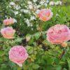Роза английская Абрахам Дерби (Abraham Darby) 10