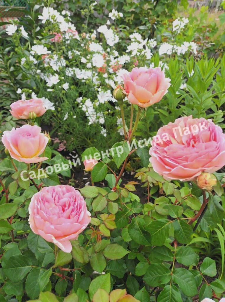 Роза английская Абрахам Дерби (Abraham Darby)