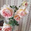 Роза английская Абрахам Дерби (Abraham Darby) 12