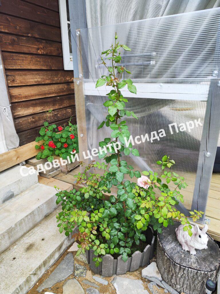 Роза английская Абрахам Дерби (Abraham Darby)