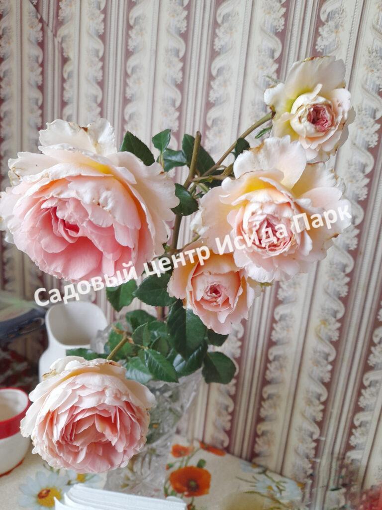 Роза английская Абрахам Дерби (Abraham Darby)