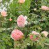 Роза английская Абрахам Дерби (Abraham Darby) 13