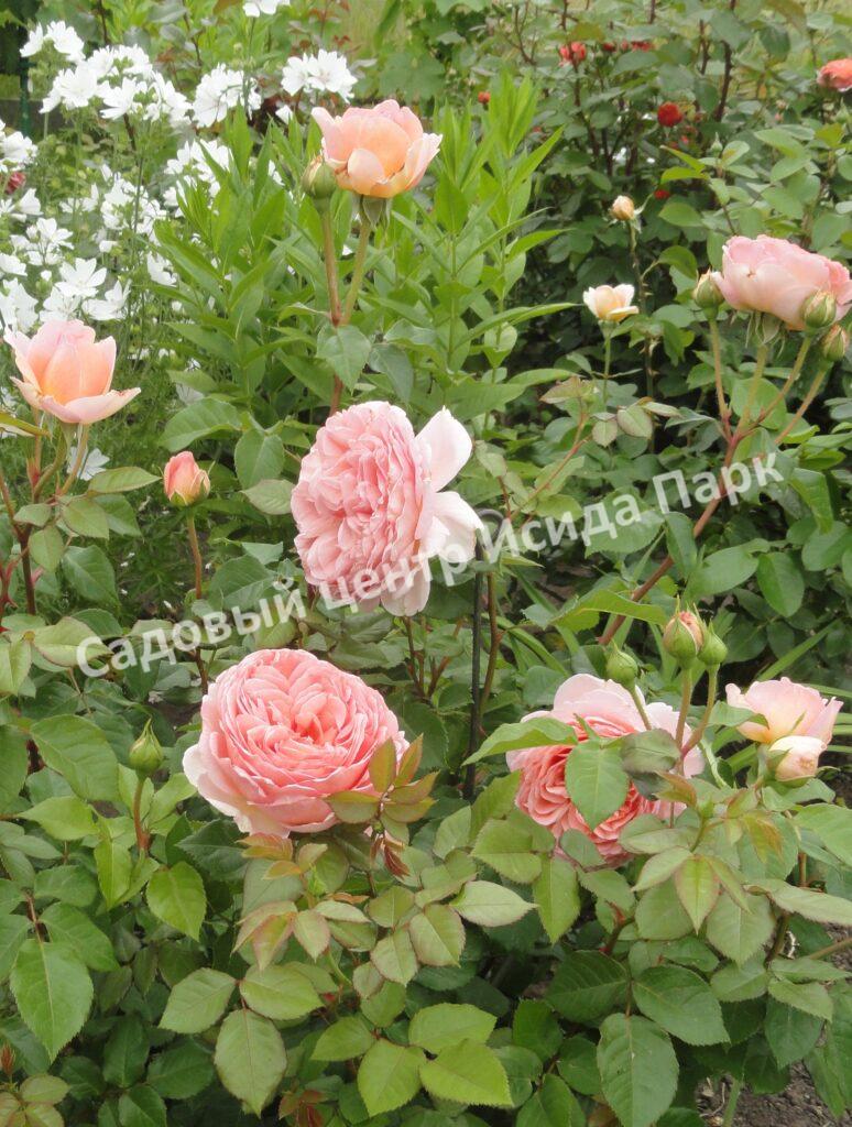 Роза английская Абрахам Дерби (Abraham Darby)