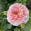 Роза английская Абрахам Дерби (Abraham Darby) 14