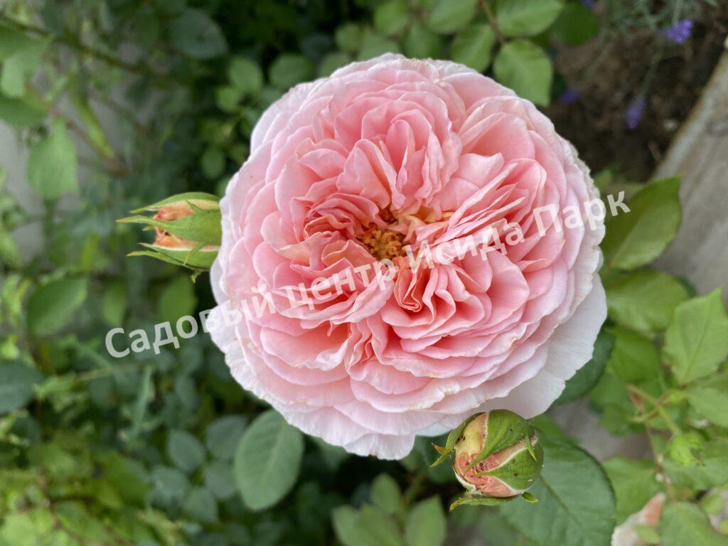 Роза английская Абрахам Дерби (Abraham Darby)