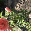 Роза английская Абрахам Дерби (Abraham Darby) 17