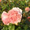 Роза английская Абрахам Дерби (Abraham Darby) 18