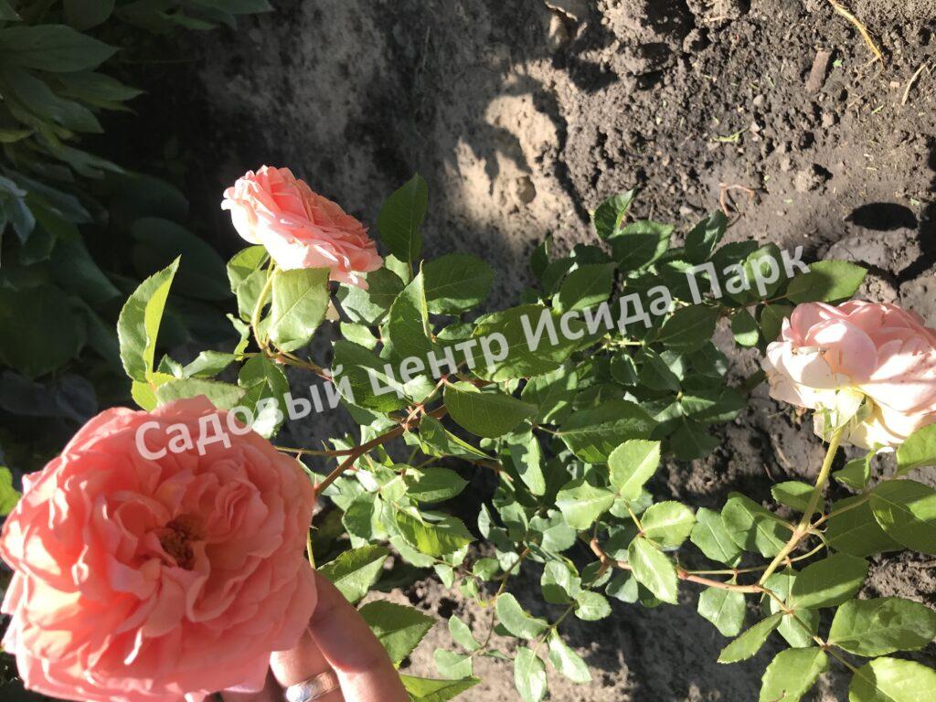 Роза английская Абрахам Дерби (Abraham Darby)