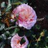Роза английская Абрахам Дерби (Abraham Darby) 16