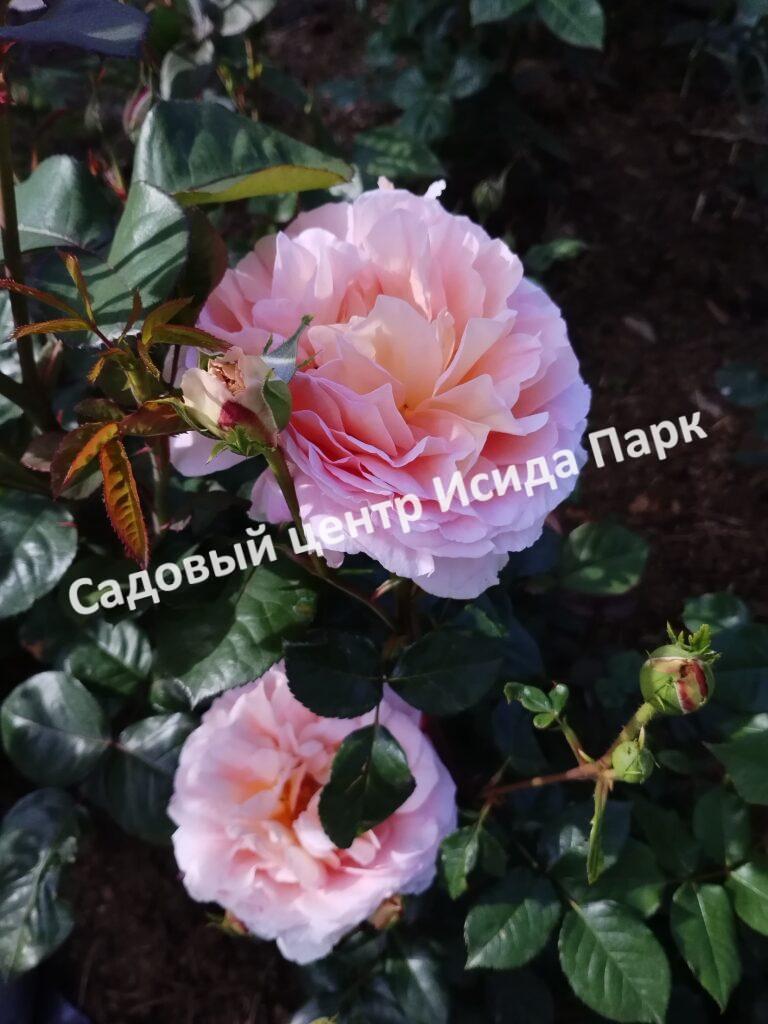 Роза английская Абрахам Дерби (Abraham Darby)