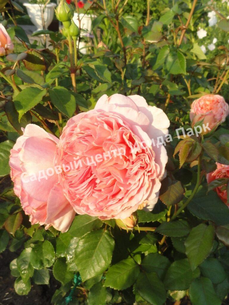 Роза английская Абрахам Дерби (Abraham Darby)