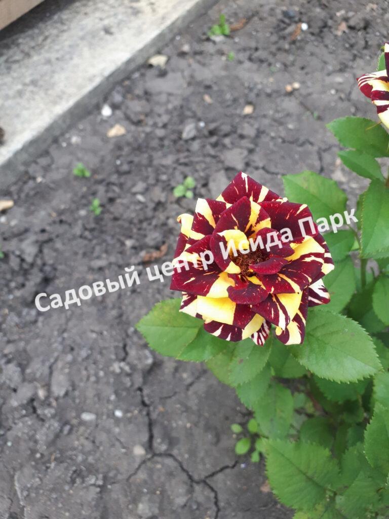 Роза Абракадабра (Abracadabra)