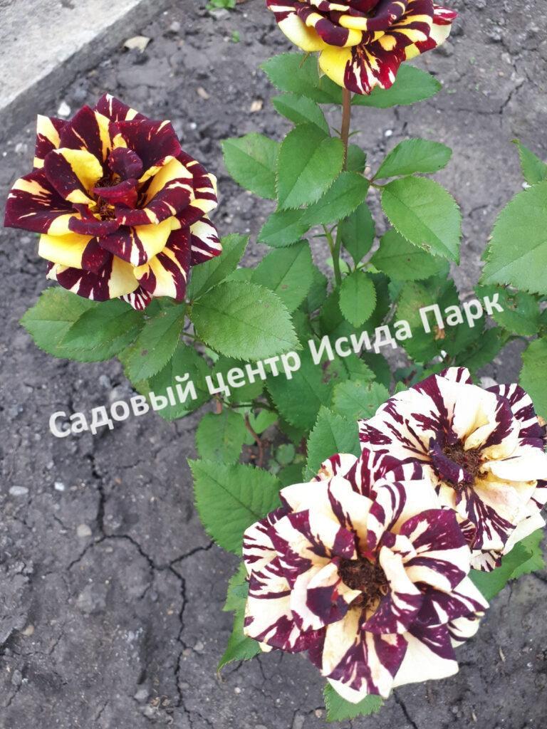 Роза Абракадабра (Abracadabra)