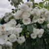 Роза Айсберг (Iceberg) 25